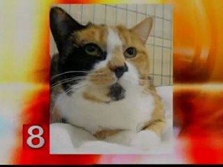 Connecticut Humane Society