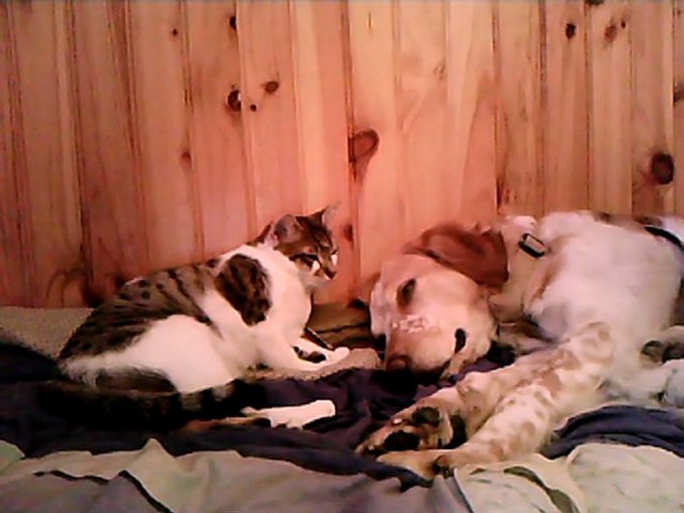 Les Doudous ;o)