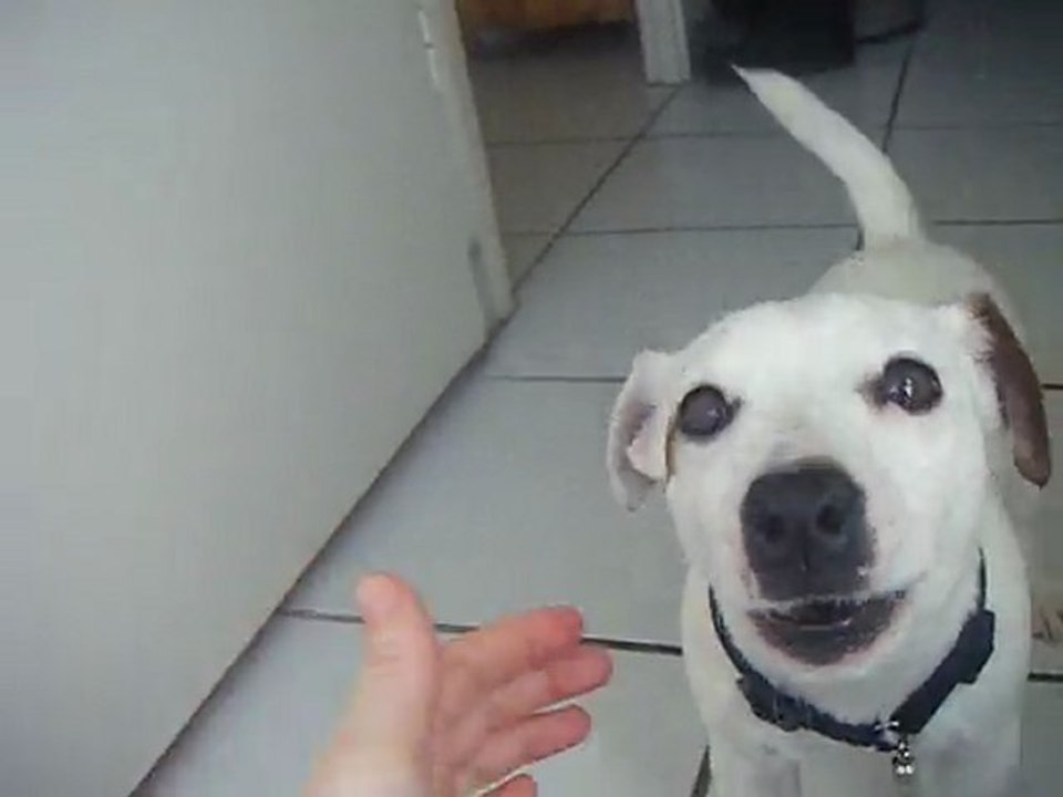 Aboiement sur demande