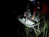 US scientists recruit crocodiles to save wetlands