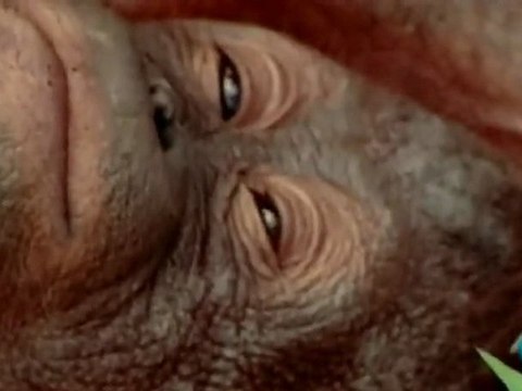El sueño de los animales: Depredadores vs presas