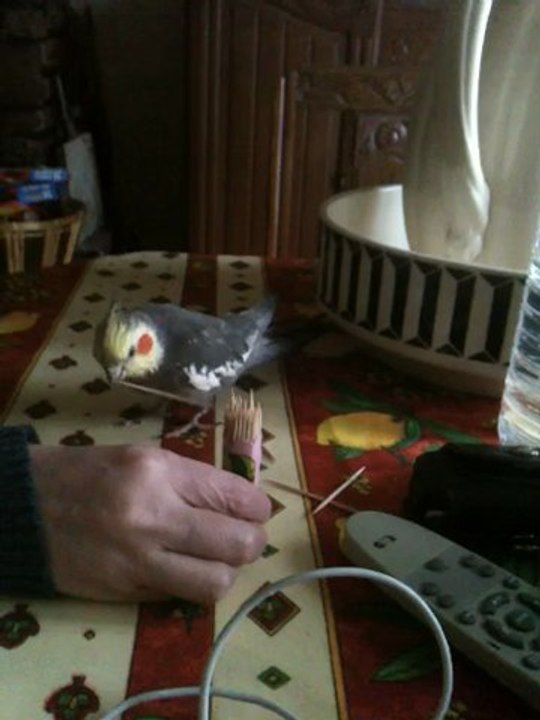 Fifi aime jouer