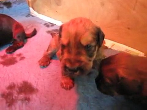 CHIOTS BRIARD 19 jours.