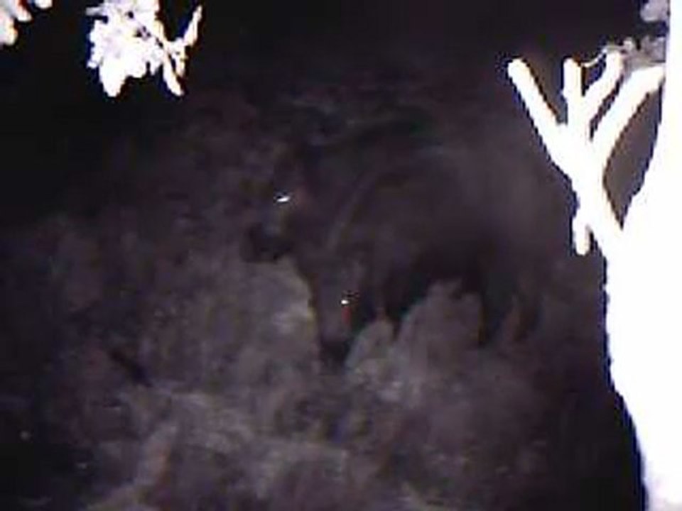 camera espion sans fil infrarouge sanglier