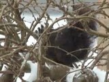 Black Squirrel March 23 2011 Virgil Ontario Canada