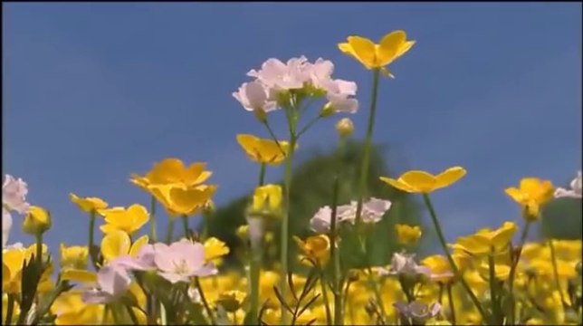 Vivaldi ♪ Les 4 Saisons Seasons ☼Printemps Spring ▪J.Fischer