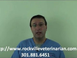 When Is It Okay For My Pet To Play With Other Pets