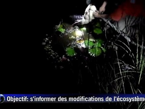 Préserver l'écosystème des Everglades grâce aux crocodiles