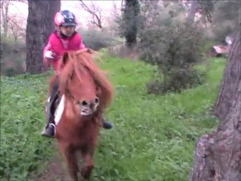 Une ponette shetland au top