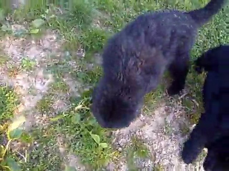 nos 2 derniers loulou, 10 semaines, départ vers de nouveaux horizons samedi...