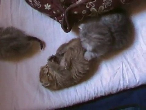 Goldie, Grace et Gwen hors du nid ...un grand évènement