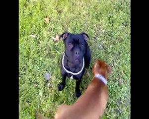 staffordshire bull terrier, cariños team