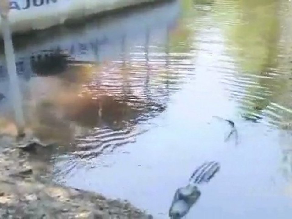 Cat Vs Gators