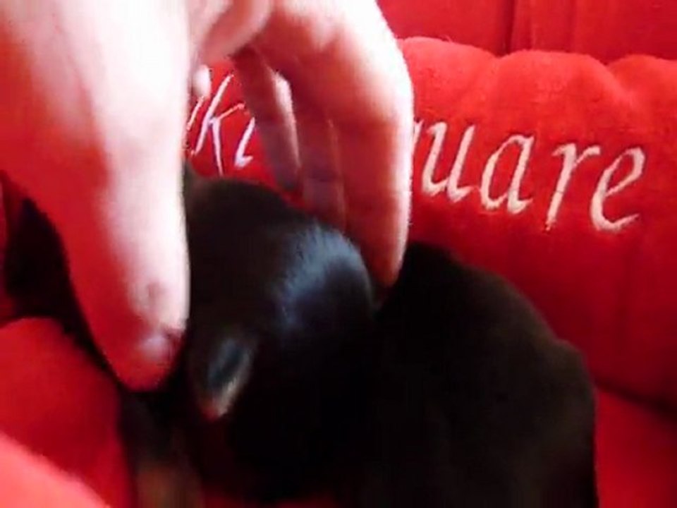 chiot yorkshire terrier paris