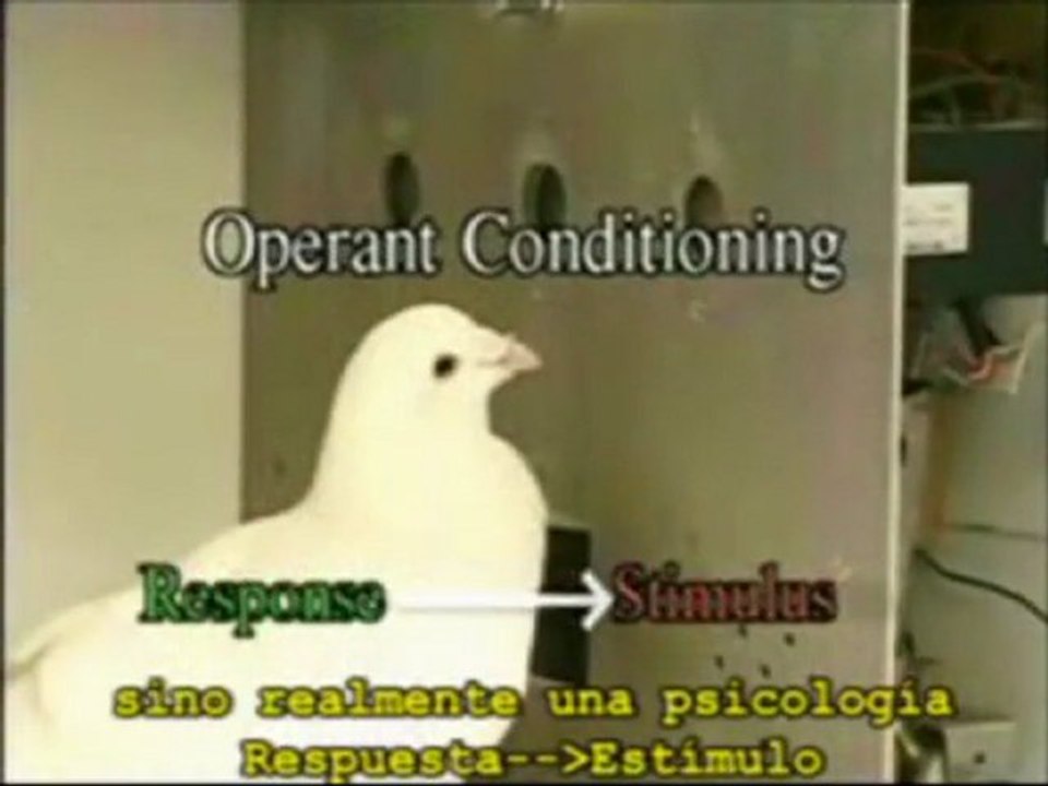 De ratones, perros y palomas a personas.