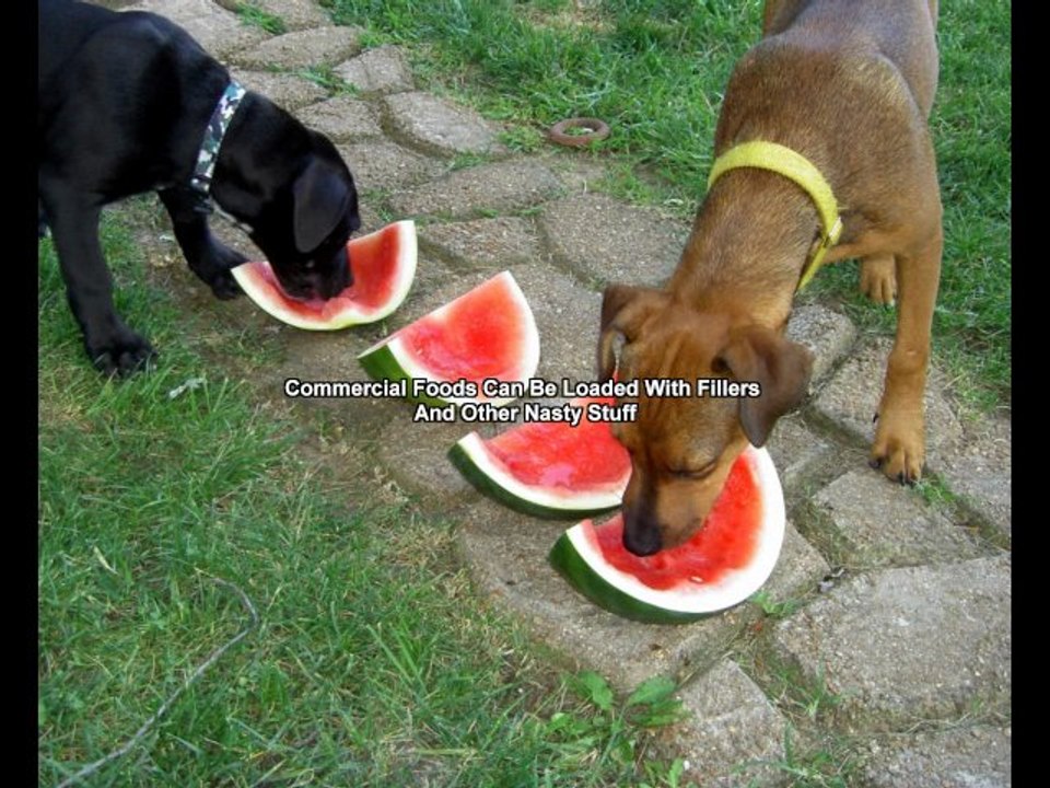 Dog Food Comparisons