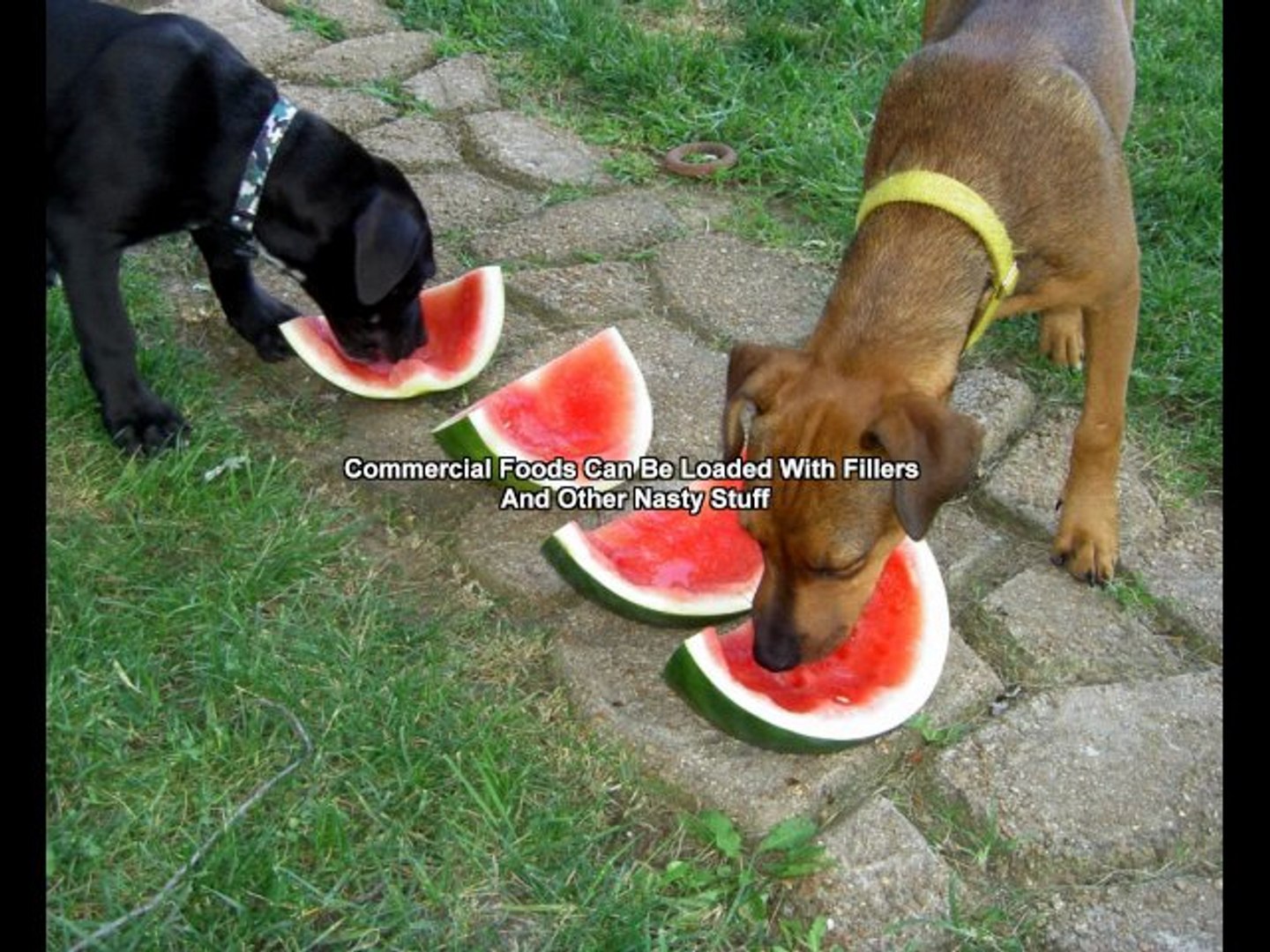 ⁣Dog Food Comparisons
