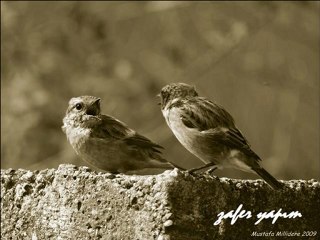 Bülbül Kasidesi'nin Bir Değişik Versiyonu İsm-i Sübhân İlâhisi