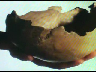 The Caveman History Of Edom (White Race) Pt2