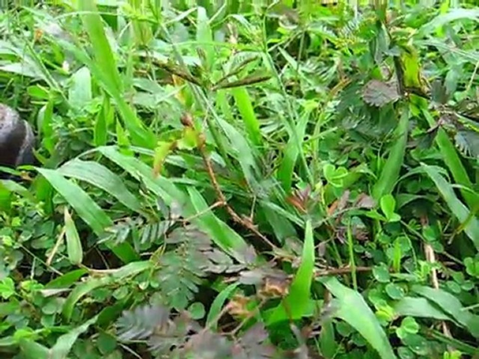 Elle est timide mais on l'aime bien  (plante Vietnam)
