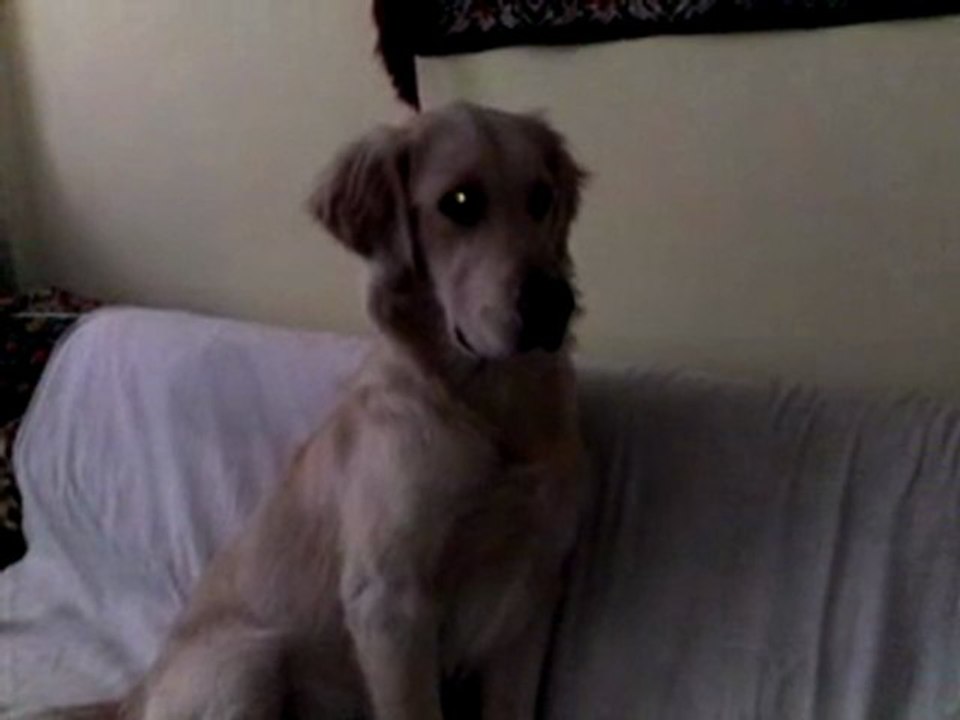 Şaşkın Köpek