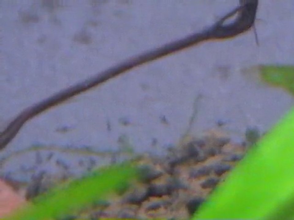 repro_Cleithracara_maronii2