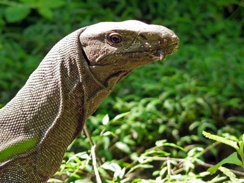 Varan du Bengale (au Sri Lanka)