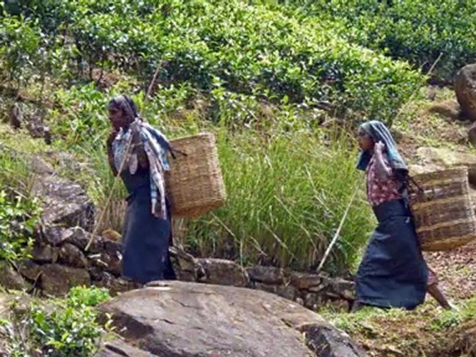 Sri-Lanka : pays du thé / paysages et cueillette