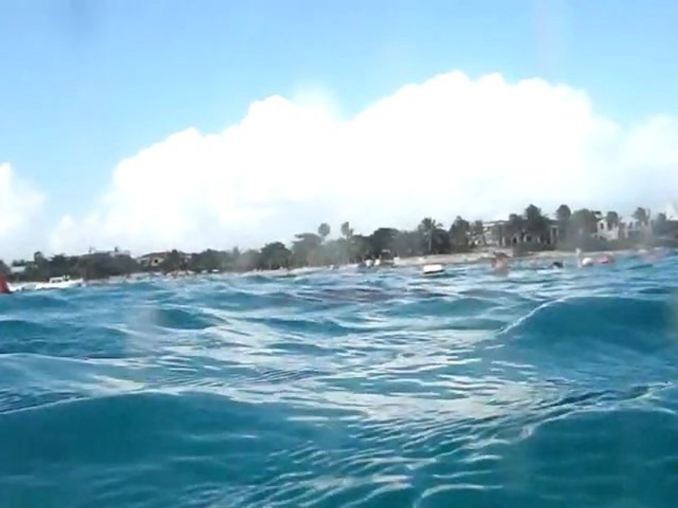 Plongée avec les tortues à Akumal au Mexique