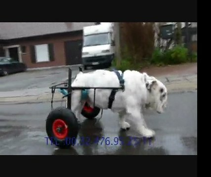 chariot pour bouledogue handicapé