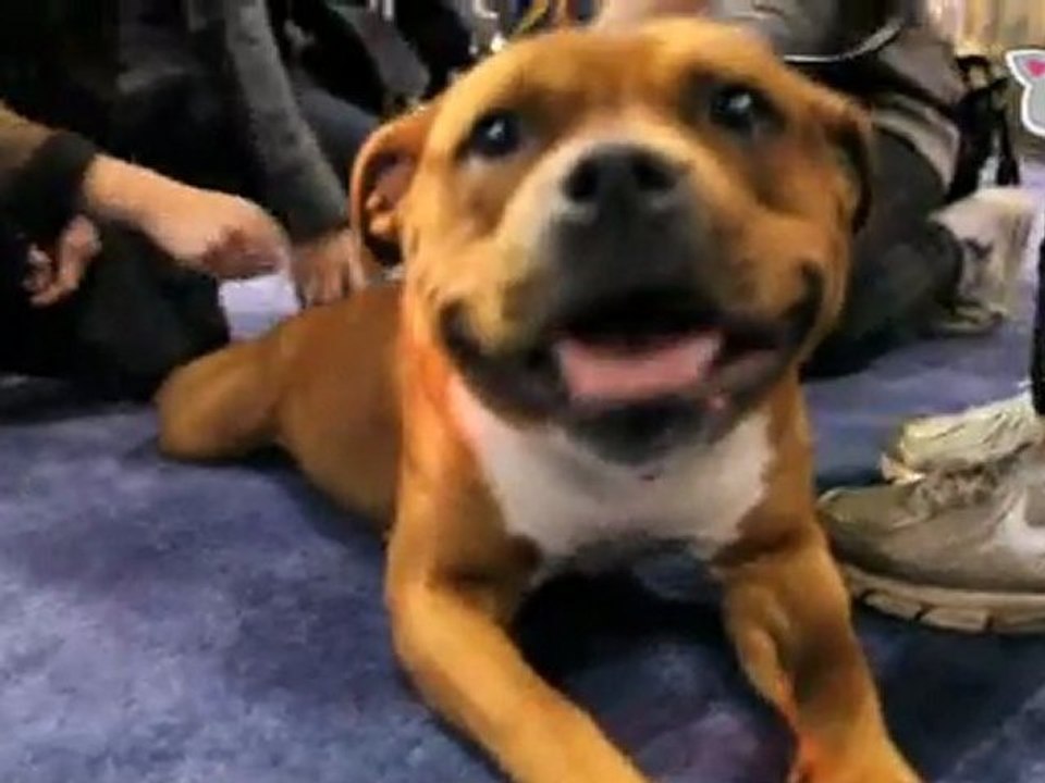 “Yo! Dog Face!" : Ultra Fur
