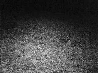 lievre en camera infrarouge