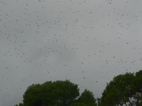 Franz Liszt - St François d'Assises-la prédication aux oiseaux -