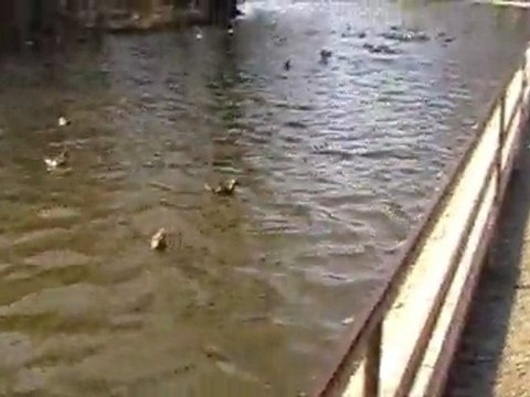 Vine,Vine,Primavara - Park Alexandru Ioan Cuza(Martie-2011)