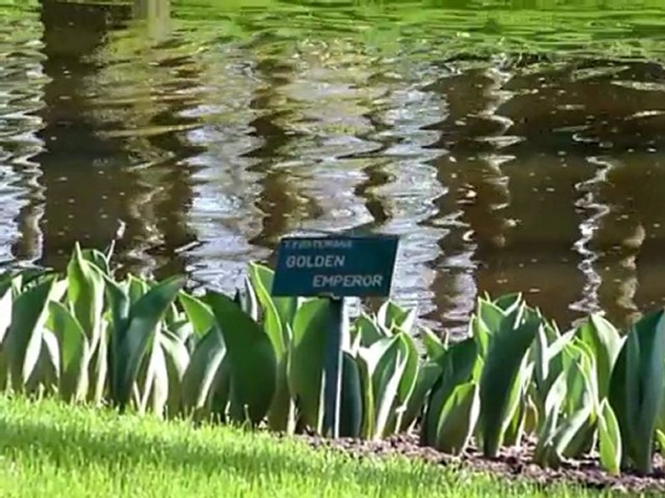 Pays-Bas: lancement de l'exposition du parc floral de Keukenhof