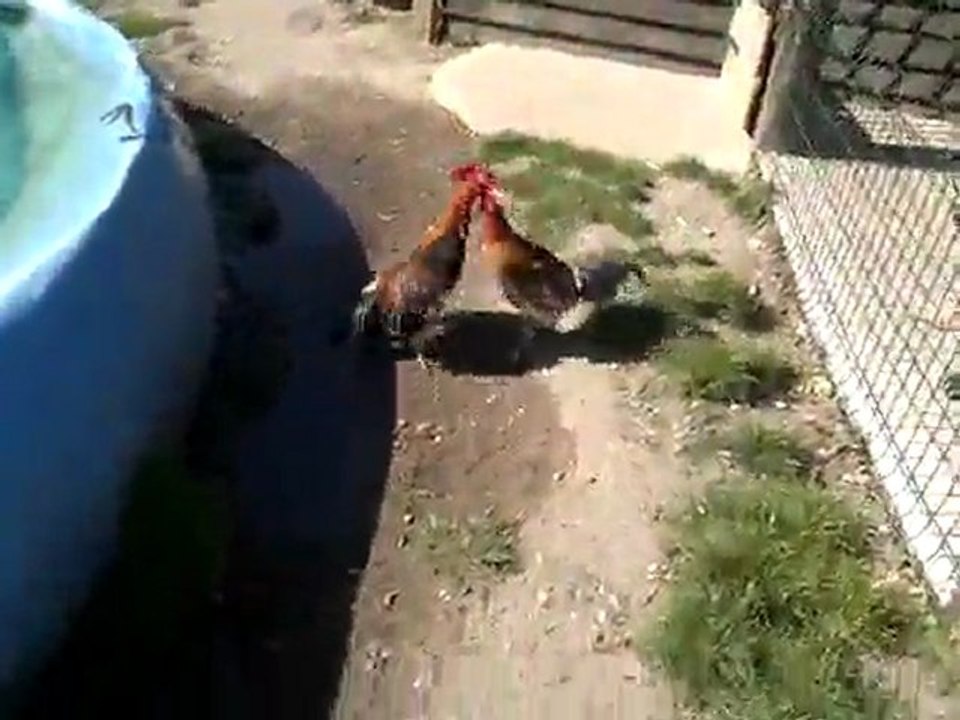 ceniso nm AZ 762     VS   rouge nm Z 986