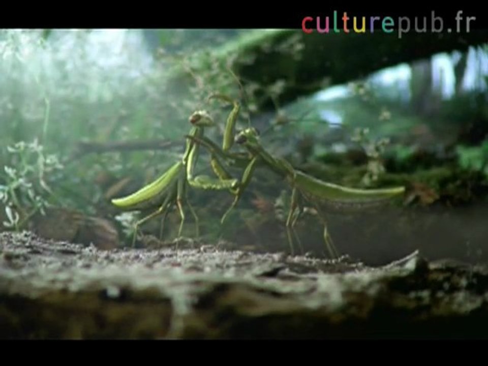 Black beetle on "Black Betty" (Ram Jam) / VW