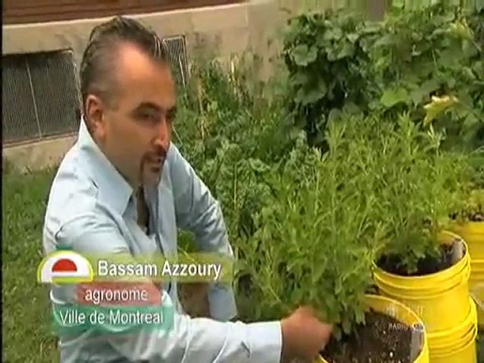 Stevia _ Alternative naturelle a l'aspartame 2_2