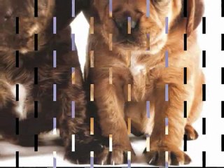 A - You're Adorable, Vince Castro