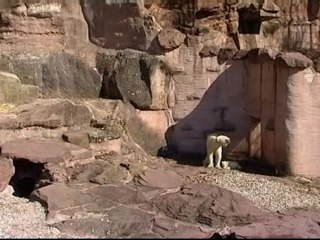 Polar bear twins at Nuremberg zoo