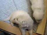 Chiots Douchka et Boopy à 19 et 20 jours.