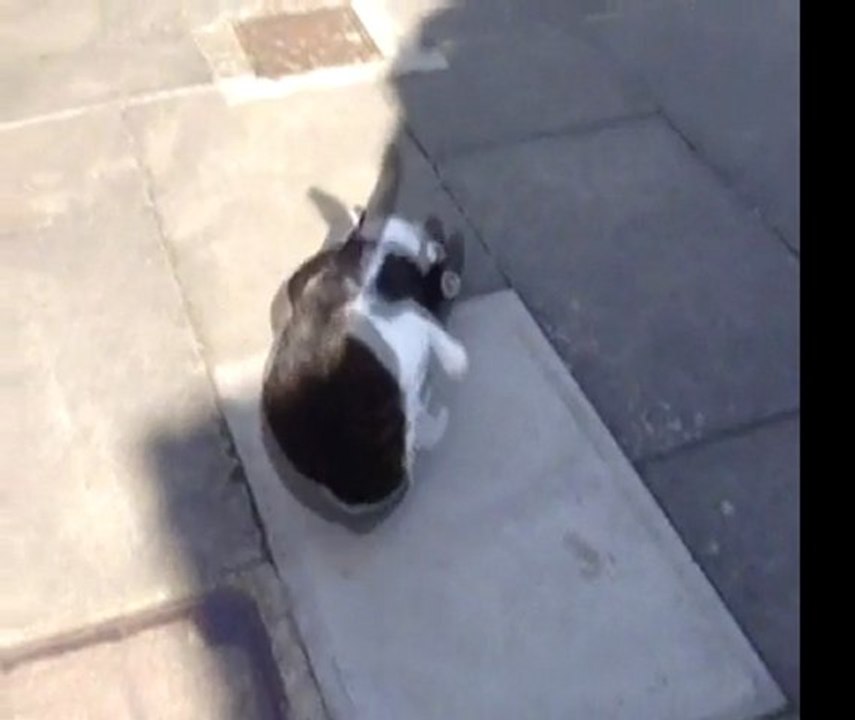 The perfect Tomenage by Martial arts Masters Beck n Snooks 23 ‎March ‎2011