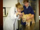 Croton Animal Hospital - Animal Hospitals in NY - Veterinarian in New York