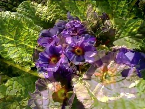 jardin des plantes de Rennes par colniegian_HomeCinema