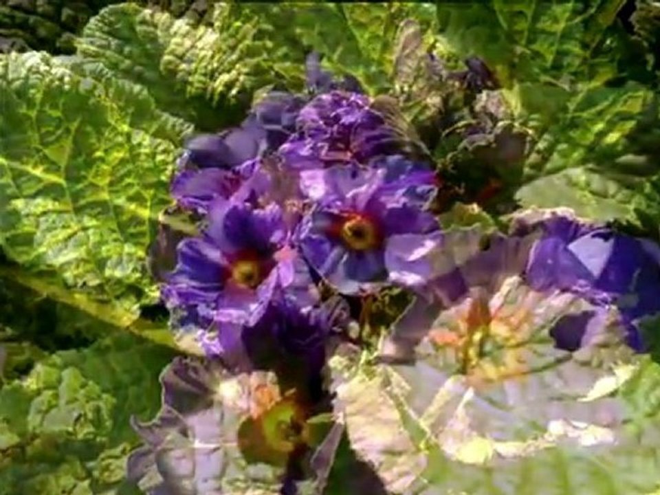 jardin des plantes de Rennes par colniegian_HomeCinema