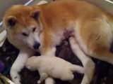 akita inu du clos des chtis