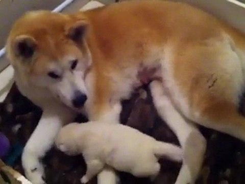 akita inu du clos des chtis