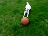 Un chien qui rapporte une balle en équilibre sur la tête