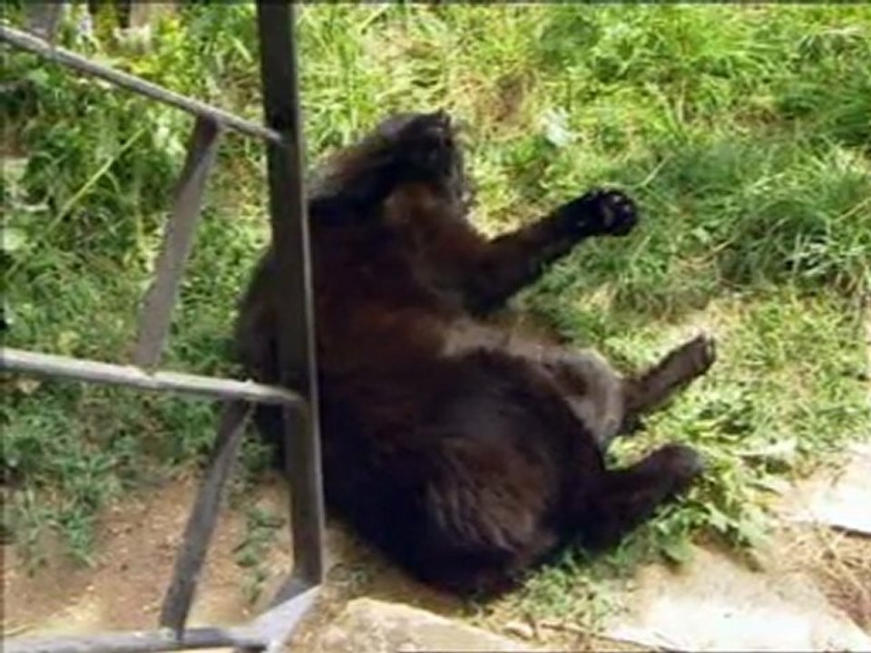 Katzenhotel Happycat im RBB