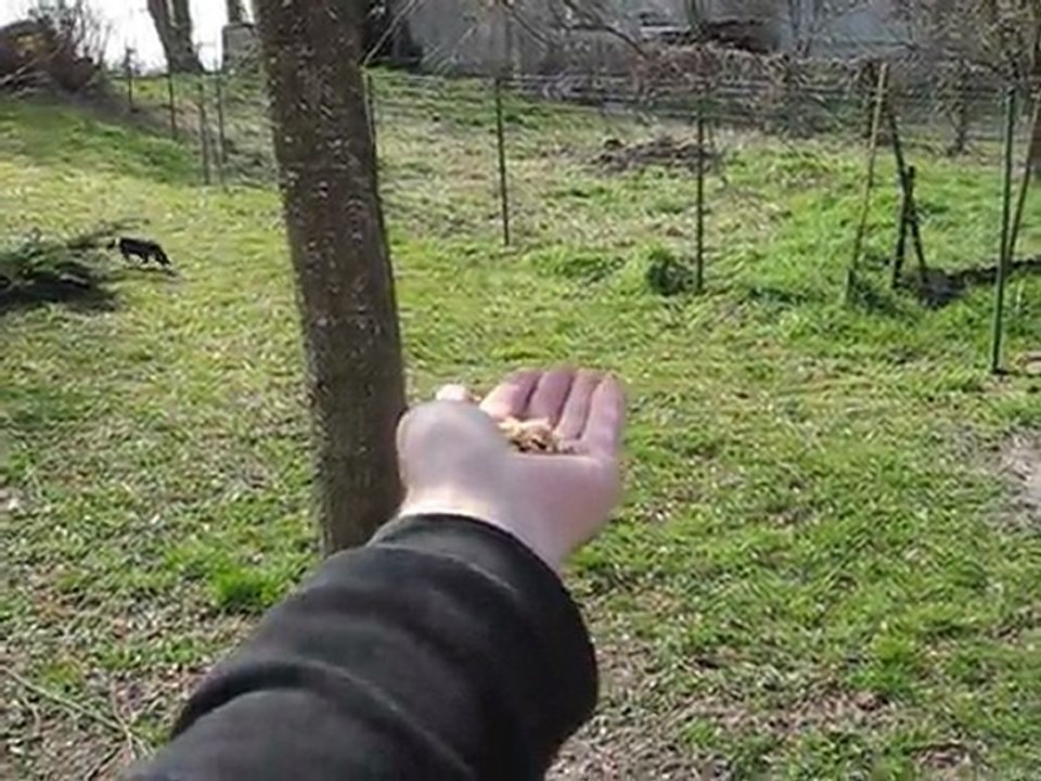 Mésange dans la main